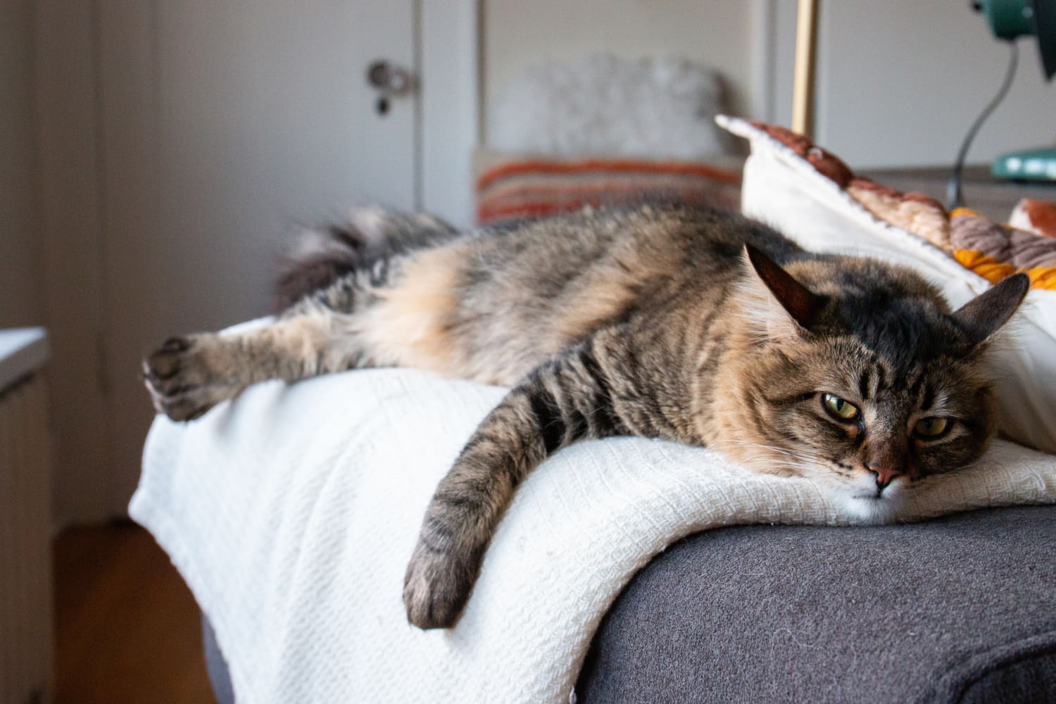 This DIY Lap from Reddit Helps Keep a Clingy Pet Happy Apartment Therapy